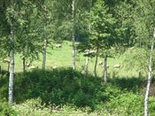 Bieszczady (1), zdjęcie 28