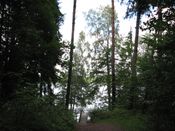 Puszcza Augustowska, zdjęcie 34